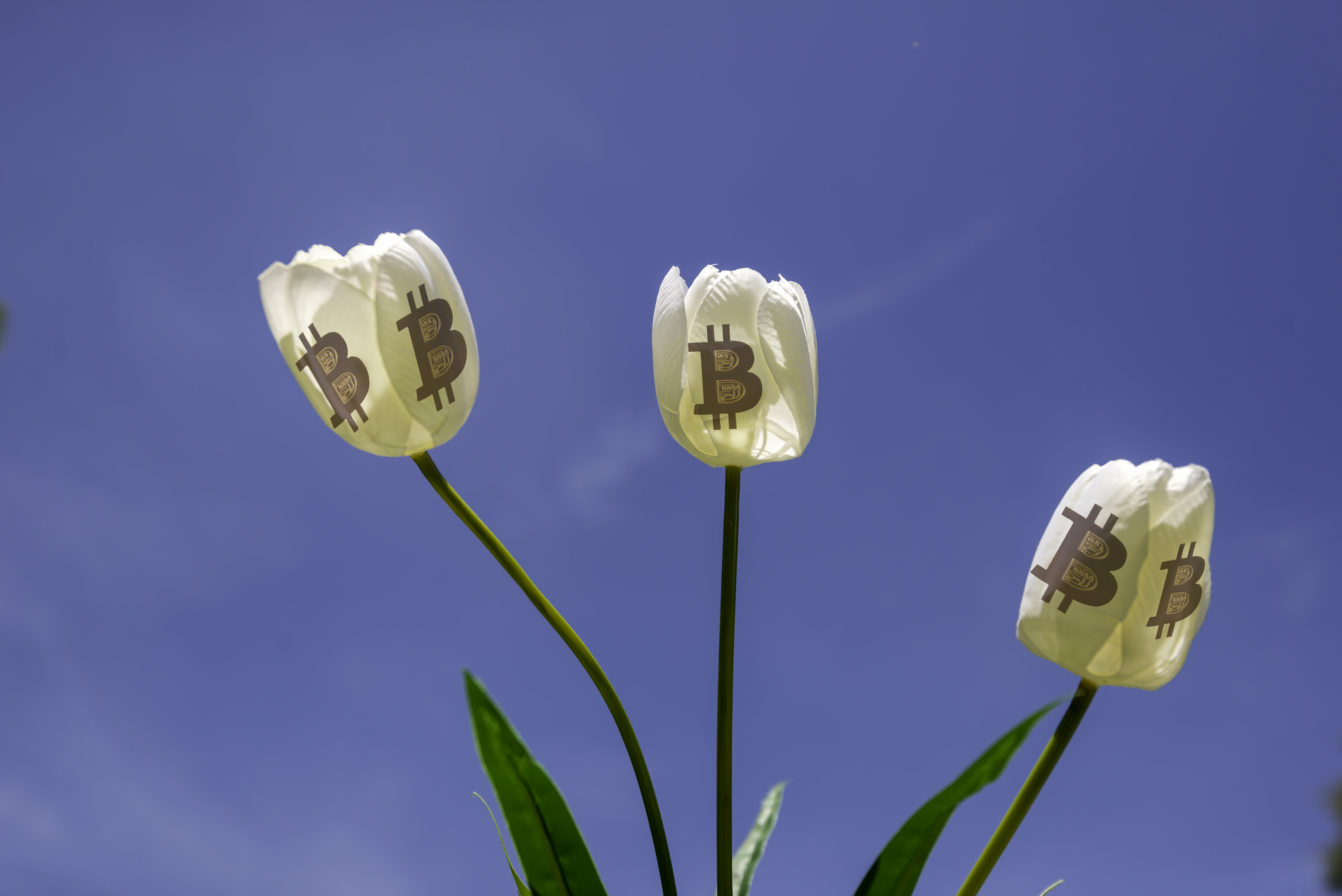 Tulpen und Bitcoins