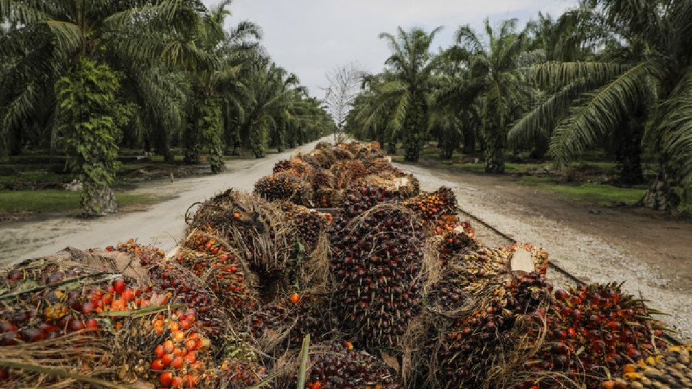 Palmöl wird in Lastwagen über Plantage transportiert
