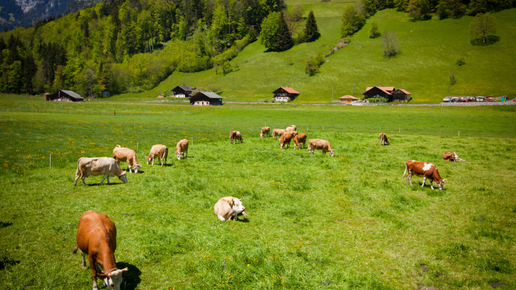 Kühe auf Weide