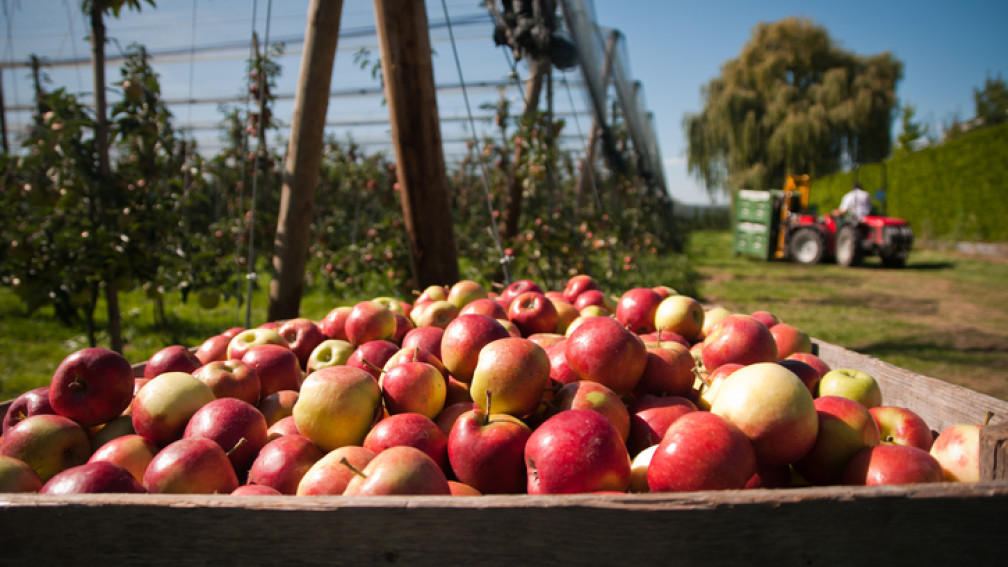 Panier de pommes et paysage