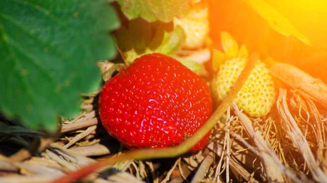 Fraisier avec fruit