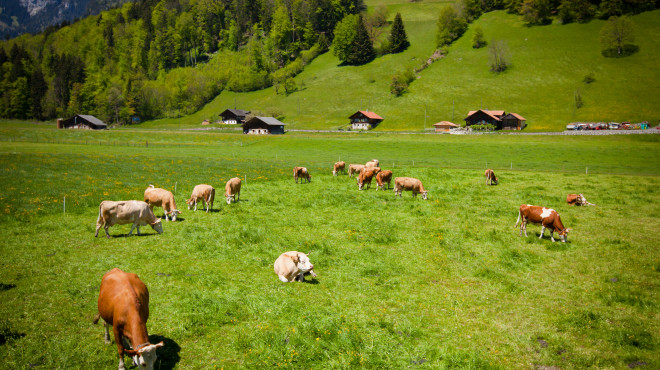 Kühe auf Weide