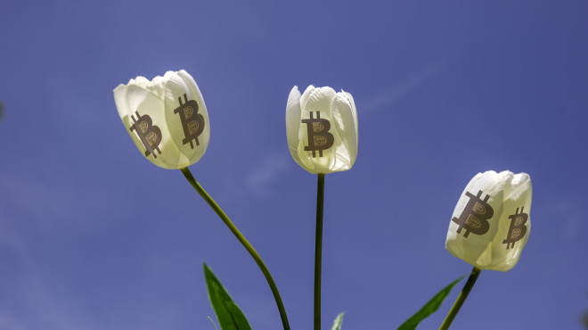 Bitcoin et tulipes