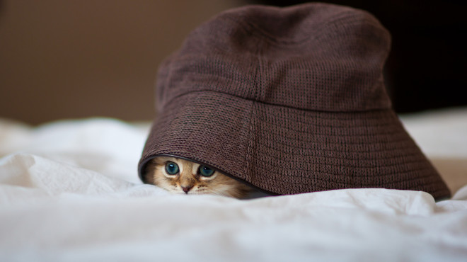 Gattino sotto cuffia