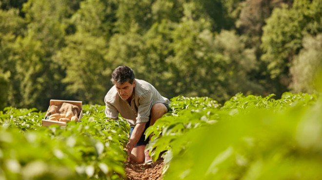 Landwirtschaft Bauer Gemüse