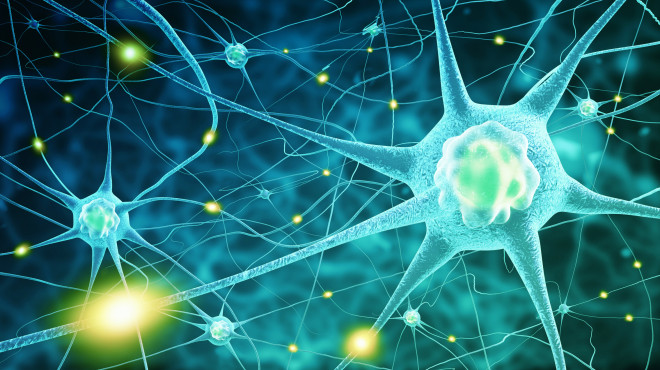 Cellules du système nerveux
