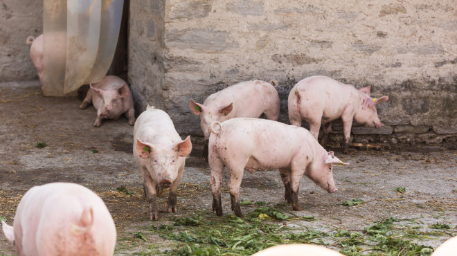 Schweine