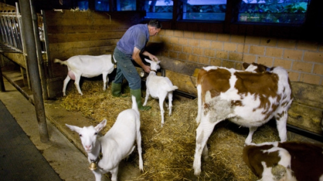 Vaches