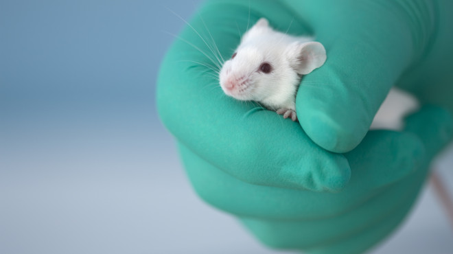Labormaus in Hand