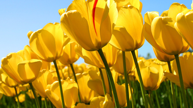 tulips
