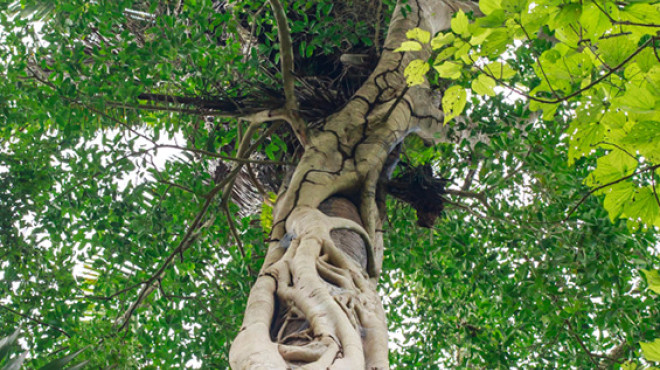 Baum in Garten