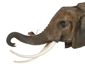 Elefant und Maus
