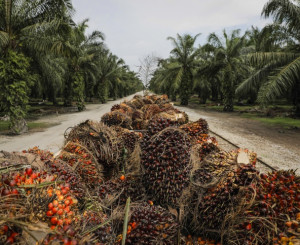 Palmöl wird in Lastwagen über Plantage transportiert