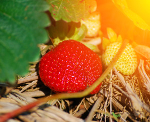 Fraisier avec fruit