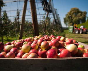 Panier de pommes et paysage