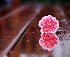 Blume