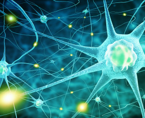 Cellules du système nerveux
