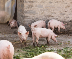 Schweine