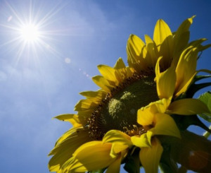sonnenblume