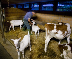 Vaches