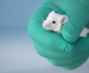 Labormaus in Hand