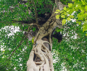 Baum in Garten