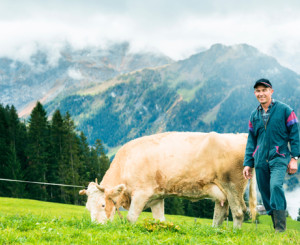 Bauer mit Kuh auf Feld