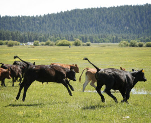 Kühe auf weide