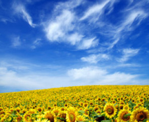 Feld mit Sonnenblumen